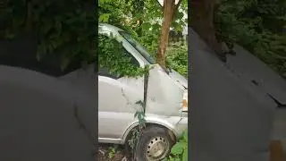 Which came first, the car or the tree?