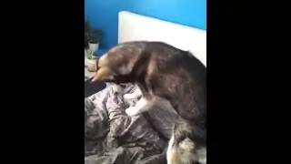 Очень жесткий будильник! Прикол