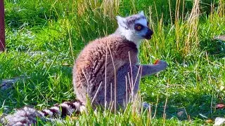 Funny Ring tailed Lemurs in the Zoo