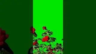 Flowers on green screen background footage