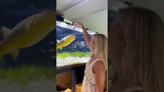 GIANT PUFFER feeding 