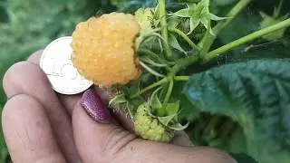 Супер сорт малины Жёлтый гигант!!!