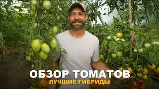 ОТ НАГРУЗКИ УРОЖАЯ ТОМАТОВ НЕ ВЫДЕРЖИВАЮТ ПОДПОРКИ. Обзор сортов томатов в моей теплице. Часть 2.