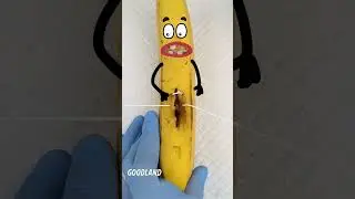 Goodland | Surgery on a banana ate its teeth😂