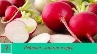 Редиска - польза и вред для здоровья