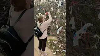 Дерево желаний🧚 Ботанический Сад🥰27 ноября 2023 г.
