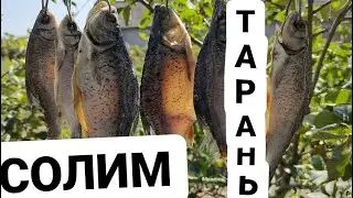 Как посолить рыбу мокрым посолом. Провялить и защитить от мух!