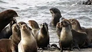 Звук морских котиков # seal sound