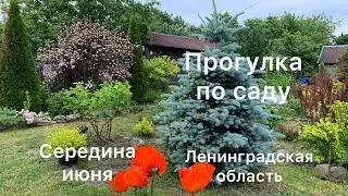 ПРОГУЛКА ПО САДУ В СЕРЕДИНЕ ИЮНЯ.