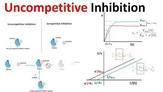 uncompetitive inhibition