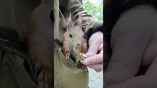 Белка и карман / Squirrel and pocket