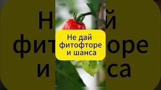 ОСТОРОЖНО: Фитофтора в августе!  