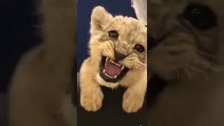 Очень разговорчивый львёнок😂