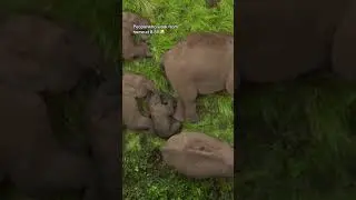 Adorable family of elephants snooze on the comfy grass