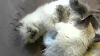 Ragdoll Mommy and Daughter are cleaning each other