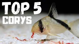 Top 5 Cory Catfish for Beginners