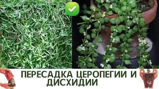 Пересадка ДИСХИДИИ русифолии (миллион сердец) и ЦЕРОПЕГИИ линеарис (Ceropegia linearis)