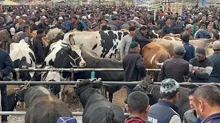 Yangiqõrģon tumani Begabod Mol bozori sigirlar narhlari bilan tanishing 12.10.2024yil
