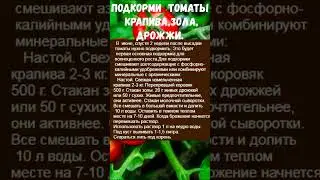 СУПЕР РЕЦЕПТ ПОДКОРМКИ ТОМАТОВ- КРАПИВА,ЗОЛА,ДРОЖЖИ 