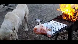Бугай Алабай. 1 мая. Надо развиваться.