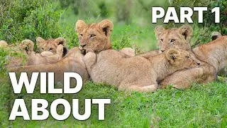 Wild About - Part 1 | Most Majestic and Curious Animals