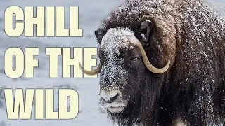 The Wild Faces of Russian Wildlife | FULL DOCUMENTARY | Wild Edens: Russia | 