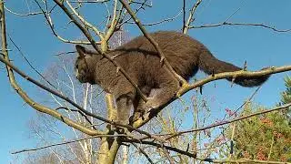 Кот лазает по деревьям