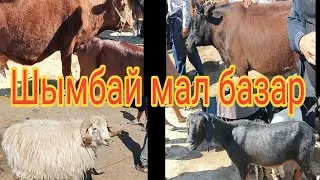 Шымбай мал базар.29.05.2022. Shimbay mal bazar/Скотный рынок/Шымкент мал базар/Сарыагаш мал базар