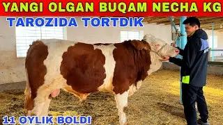 YANGI OLGAN BUQAMNI TAROZIDA TORTDIK NECHA KG OZIMNI BUQALARIM