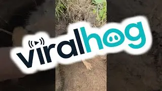 Pet Coyote Denies Friendship During Den Digging || ViralHog