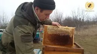 Зимний пыльценос, начинаем стимуляцию