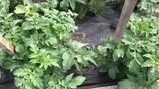 Томатный Гном Трилистник. Жду янтарно-зеленые плоды. Обзор в открытом грунте в июне.