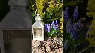 Весенние цветы 