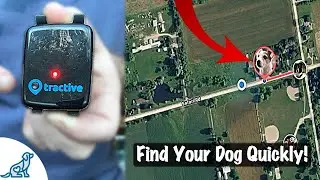 GPS Pet Tracker - Tractive Long Term Review - Professional Dog Training Tips