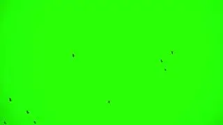 flock of birds chroma key SBV 307059038 HD