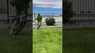 Will my dogs find me disguised as a bush? 