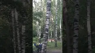 ОТ ЧЕГО ТАК В РОССИИ БЕРЁЗЫ ШУМЯТ...🌳🌿🌷🌳🌿🌷🌳🌿🌷🌳🌿🌷🌳🌿🌷🌳🌿🌷🌳🌿🌷🌳🌿🌷🌳🌿🌷🌳🌿