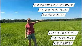 Приехал папа!Научились варить новый сыр! Ферма растёт и развивается!