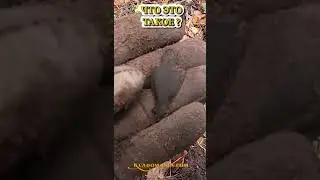 Что это за находка. Находки в лесу. КЛАДОМАНИЯ. 