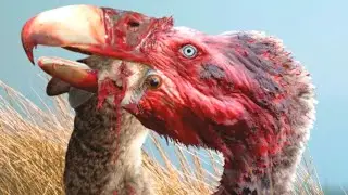 15 Deadliest Prehistoric Birds You Never Knew Existed