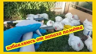 Избавляюсь от запаха помёта легко и дёшево в курятнике, в загоне, на выгуле.