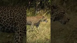 Better Slow Motion In AfterEffects