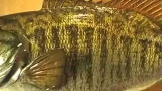 Catch and Release Fish Mounts