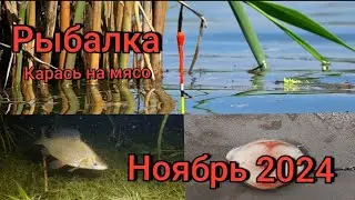 Рыбалка на поплавок 15 ноября 2024 г.на лесной луже!Дикий жор плотвы в камышах.Окуня монстры на мясо