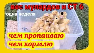 Выращивание уток. Чем  кормить маленьких утят. Чем я пропаиваю мулардов и любую утку.