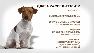 Собаки и люди: Джек-Рассел-Терьер