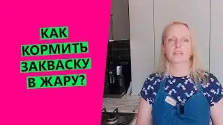 Как кормить хлебные закваски в жару?