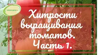 Хитрости выращивания томатов по природному земледелию.  Часть 1. Гусар Любовь