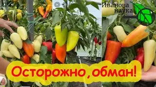 ЭТО КАСАЕТСЯ ВСЕХ! Беззаконие и обман в сети! Как простых людей разводят на деньги.