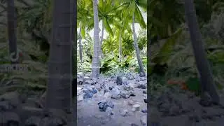 Procedural generation of tropical vegetation using Unreal Engine